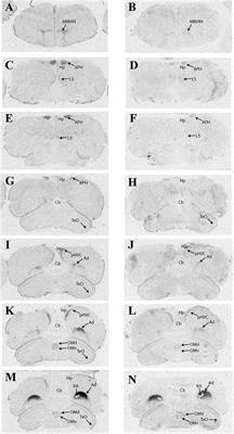 Nonapeptide Receptor Distributions in Promising Avian Models for the Neuroecology of Flocking